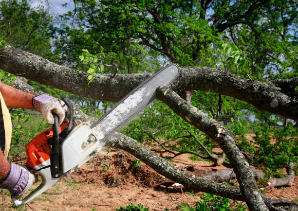 Lawn Renovation and Restoration in Lagunitas Forest Knolls, CA